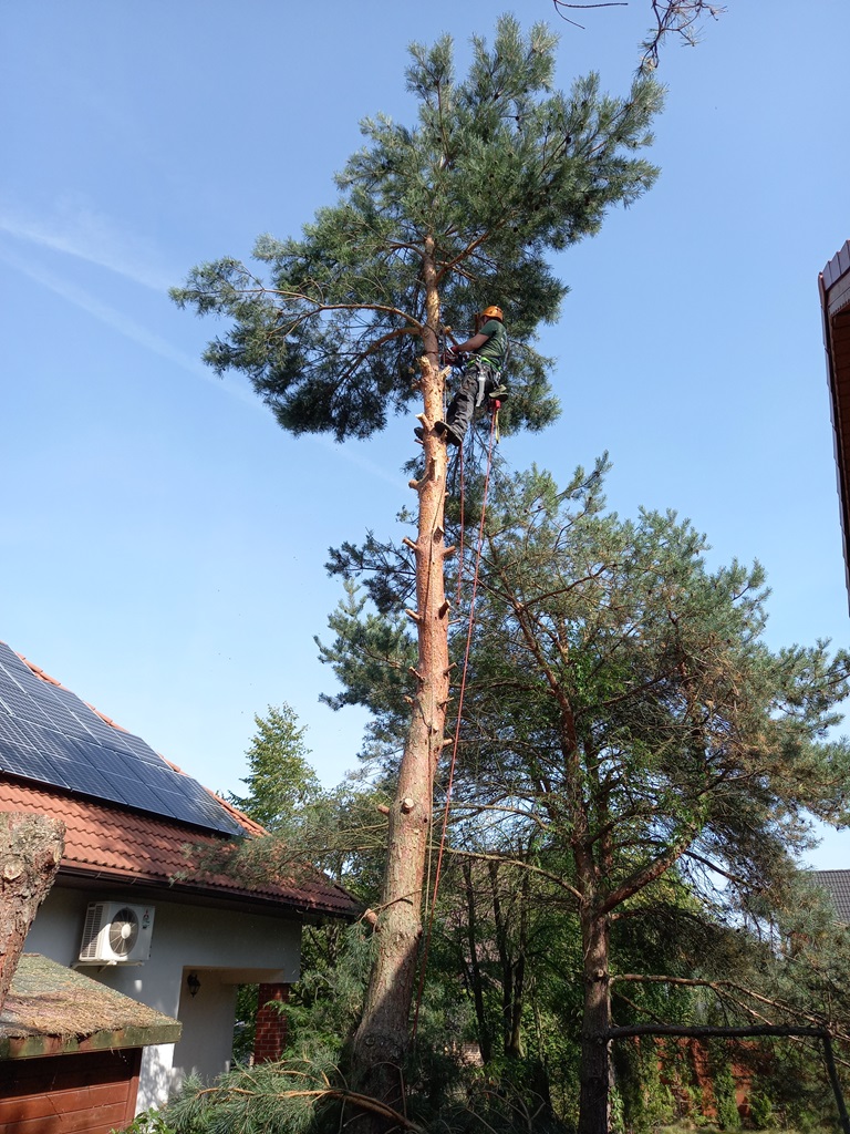 Prace arborystyczne - wrzesień 2020